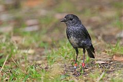 North Island Robin